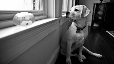 Stop problem barking today!