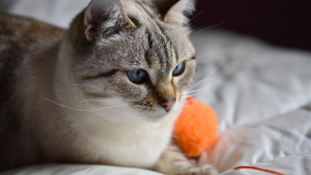 New tool makes it easier to measure cats’ quality of life