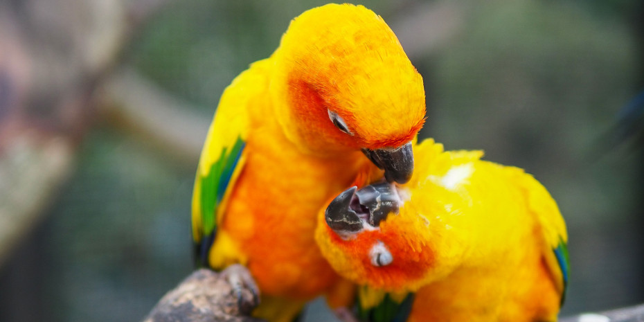 Parakeets such as sun conures are among the most common pets in the United States.