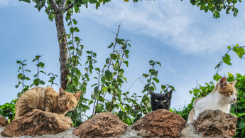 Online cat behaviour conference returns for 2026