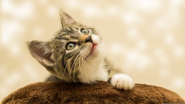 One year after a law made microchipping mandatory for all cats in the UK, one in ten cats in are still unchipped, according to a study by the Royal Society for the Prevention of Cruelty to Animals (RSPCA). 