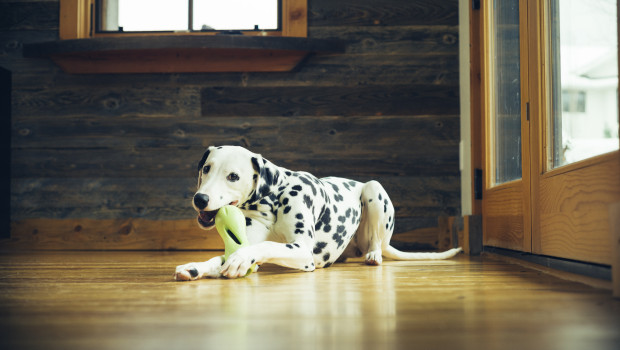 West Paw, Zogoflex dog toys