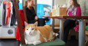 Yarrah supports cat cafés