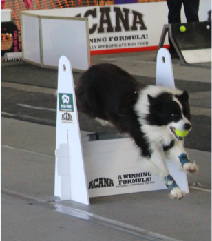 The company Bern Pet Foods is now sponsoring the top UK Flyball team, Aces High.