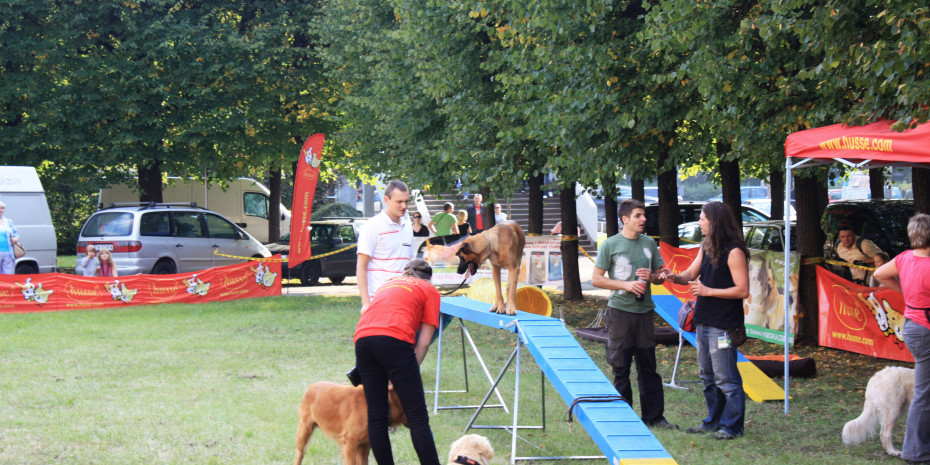 Dog and Cat Festival