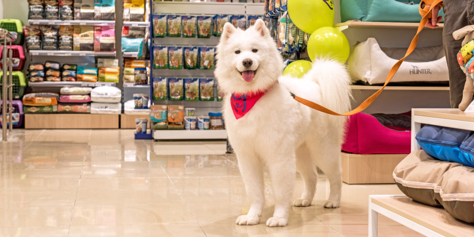 Dog food is regarded as one of the key ranges internationally in the pet supplies business.