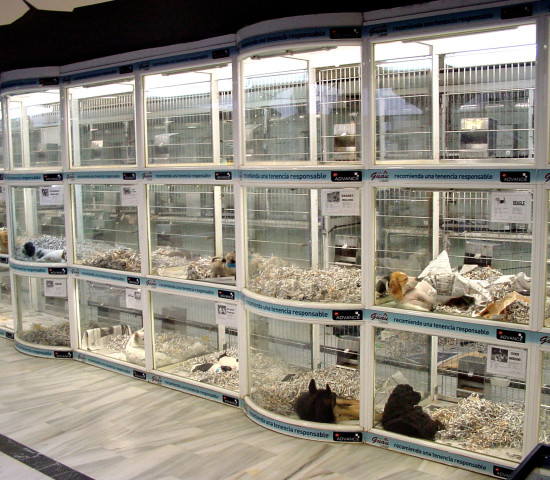 Pet stores