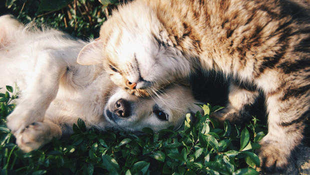 ADM consumer research shows that 79 per cent of pet owners worldwide would spend money on proactive care to avoid higher veterinary bills.