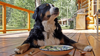 Gold-rush approach to the feeding bowl?