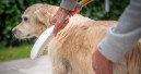 Innovative canine grooming