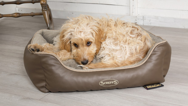 Pet bed specialist Scruffs has launched a free giveaway.