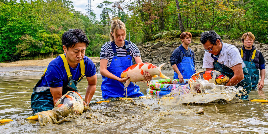 Ikeage – during the ‘koi harvest’ at the Konisho Koi Farm in Japan, Lisa-Marie Kammerer and the team collect the fish from the natural pond. Ikeage – during the ‘koi harvest’ at the Konisho Koi Farm in Japan, Lisa-Marie Kammerer and the team collect the fish from the natural pond.