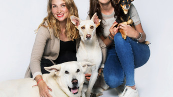 Vegan dog food as an alternative