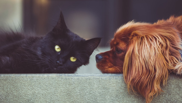 Cats and dogs were once again the most popular pets in Germany in 2022. 