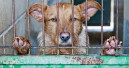 No more dog meat in South Korea