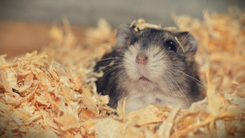 Carefresh supports six animal welfare organisations Carefresh supports six animal welfare organisations