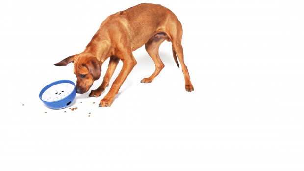 Nobby Pet Shop GmbH, activity bowl Kick 'N Feed