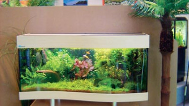 Ornamental fish & co. are the stars