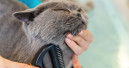 Pet groomers work under considerable health pressures