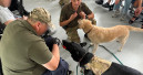 Kormotech-founded U-Hearts trains dogs to support veterans' rehabilitation