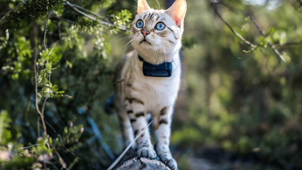 A cat with a GPS tracker from Tractive.