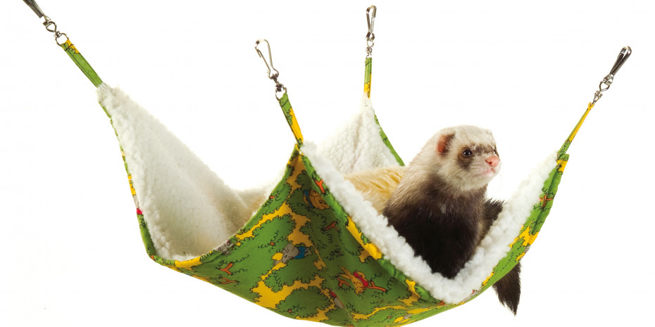 Ferrets will love this Living World hammock. It’s simply suspended from four points in the ferret house. The hammock is made from colourful material that is durable and machine-washable.
