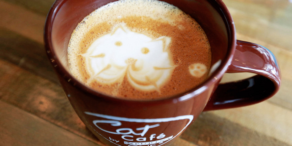 Cat café
