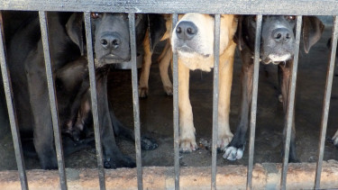 Indonesia taking action against pet cruelty