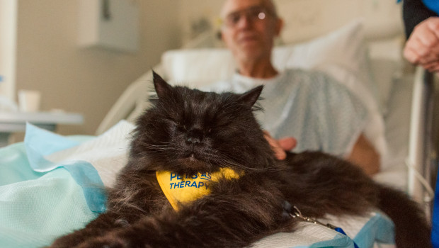 The Better-with-Pets Award was created to highlight the important role that pets play in improving human health, thereby bringing about positive social change.