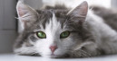 Cats still the most popular pet in Germany