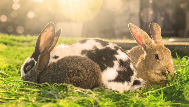 Rabbit Awareness Week 2020 will be a festival of live videos, content sharing and activities from 10 to 23 August.