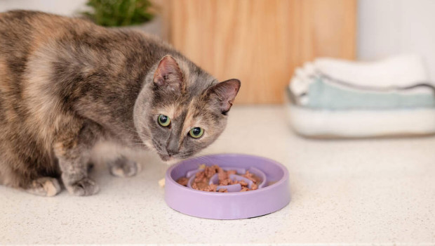 The Slow Feeder Bowl is one of many clever products that Arken Zoo plans to offer in Mariestad in the future.