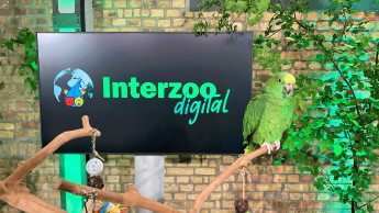 Respectable showing for Interzoo.digital