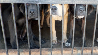 Indonesia taking action against pet cruelty