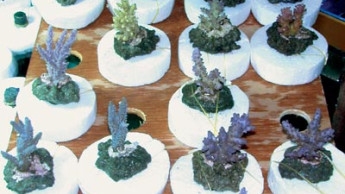 Cultivating coral in harmony with the environment Cultivating coral in harmony with the environment