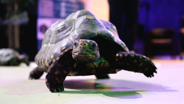 The new ‘Animal Encounters’ focus will also bring live animals to the trade fair. The new ‘Animal Encounters’ focus will also bring live animals to the trade fair.