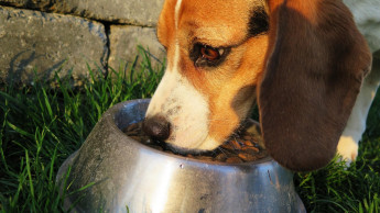 Agrolimen acquires Ollie