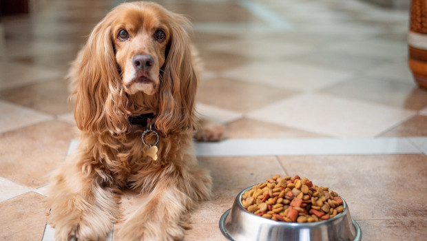 Over 35 mio tons of pet food was produced worldwide last year.