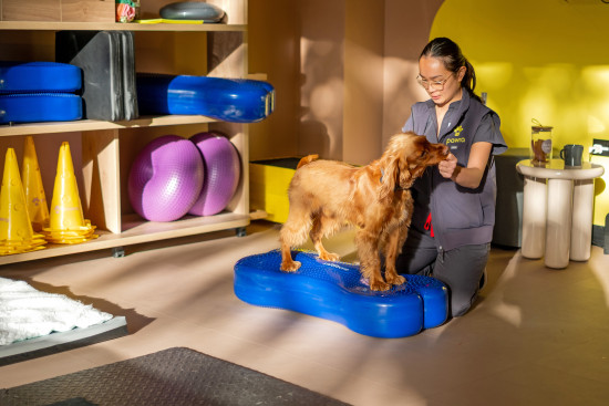 During his visit, Loki the dog is ­testing various areas of the 4,200 m2 facility to see how ­practical they are.