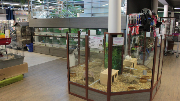 Experts believe that the sale of pets in French pet stores may not be prohibited.
