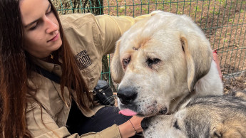 Ukraine: attack destroys pet food for 1,200 shelter animals Ukraine: attack destroys pet food for 1,200 shelter animals