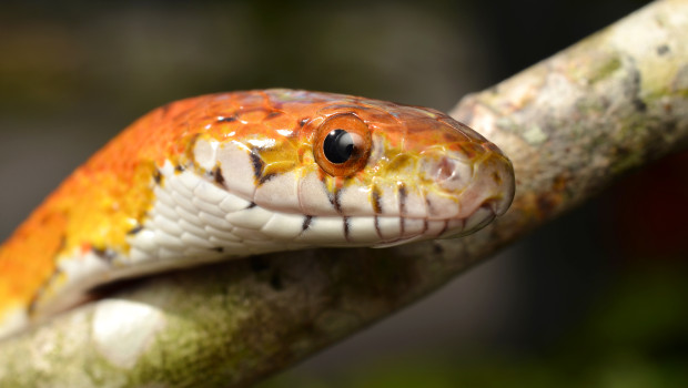 Experts all agree that corn snakes are easier to keep than some dogs and cats. In this light, many people in and outside of the pet sector wonder what a “positive list” for exotic pets is meant to achieve.
