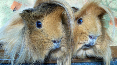 Supreme Petfood hosting a free webinar