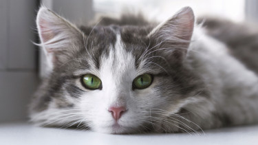 Cats still the most popular pet in Germany