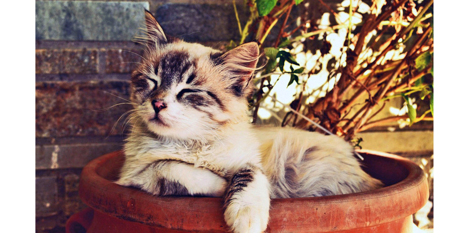 Of the 65 mio pets in Italy, 11.9 mio are cats, and this figure is increasing. Sales of cat litter increased by 2.5 per cent, reaching 102.5 mio euros.