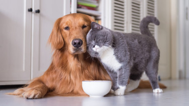 Cats and dogs during the pandemic