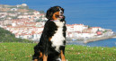 Pet care sales rebound in Spain