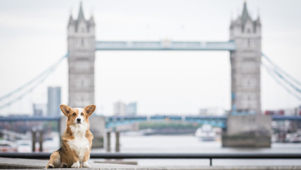 Dogs in the UK can now look forward to moist food from Seitz in Germany.