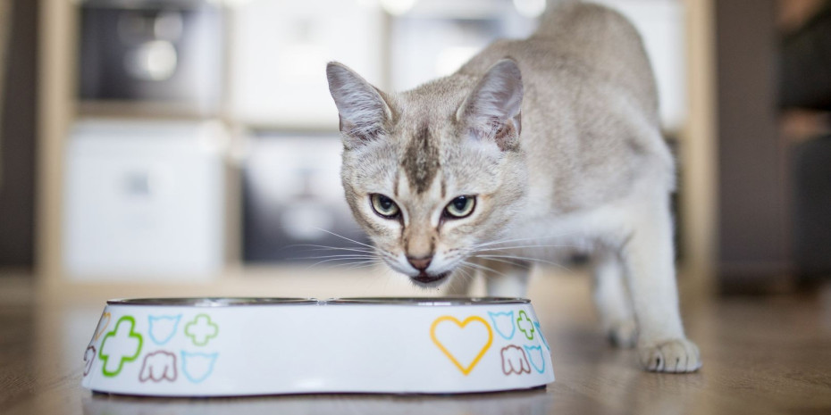 The group invite to visit one of the largest exhibition stands in Nuremberg: Meet Vafo at Interzoo.