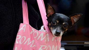 Italian pet food market exceeds 2 bn euros